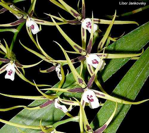 Brassia mexicana